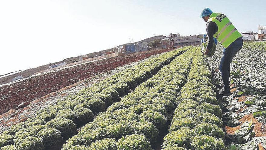 Un agrónomo de Florette, en plena faena, en uno de los cultivos.