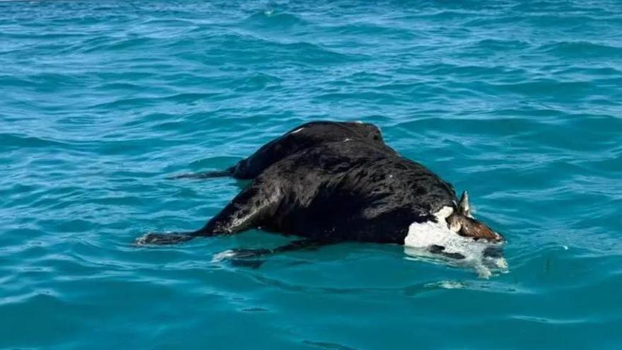 Dos vacas aparecen flotando frente a dos playas cercanas a la Región