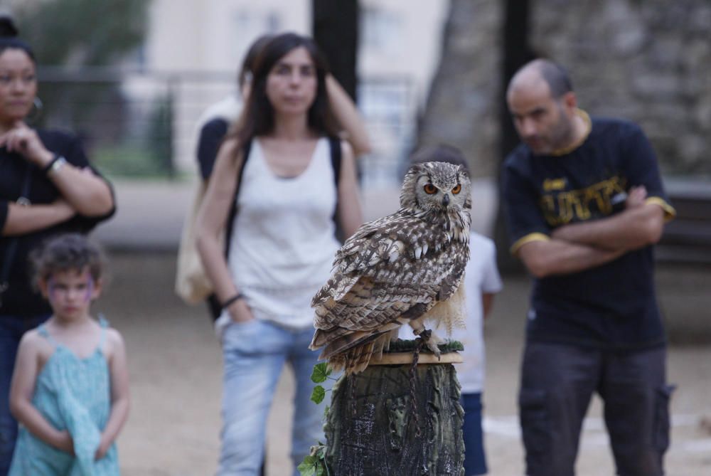 Exhibició d’aus rapinyaires per celebrar la festa de les Pedreres