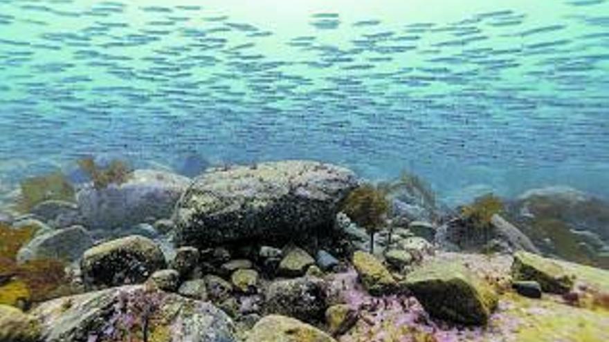 Los bancos de pez capelín son alimento de las belugas. 