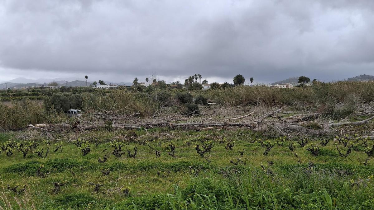 Otro paisaje perdido: los grandes chopos se alzaban entre viñas; se han talado y no se ha salvado ni uno