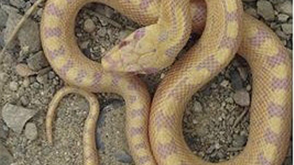 La serpiente albina encontrada en el Urgell.
