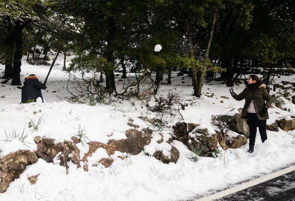 Der frühe Schnee hat am Samstag (2.12.) zahlreiche Insulaner in die Tramuntana gelockt, wo es die seltene Gelegenheit zu Schneeballschlachten oder zum Bau von Schneemännern gab.