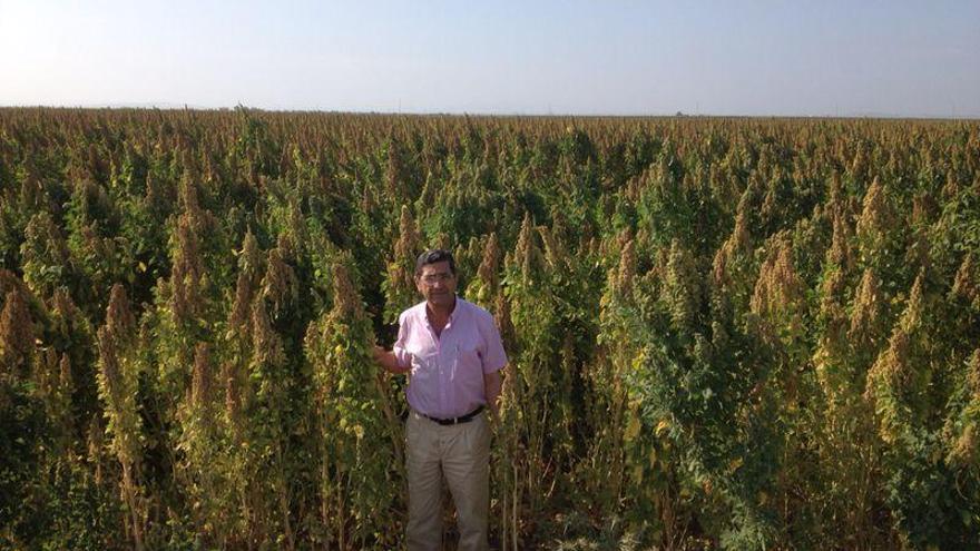 Plantación de quinoa en Perú, uno de los países que concentra la producción mundial.