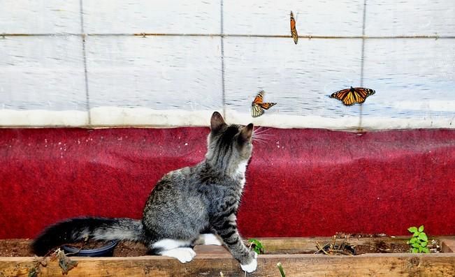 MARIPOSAS GRANJA