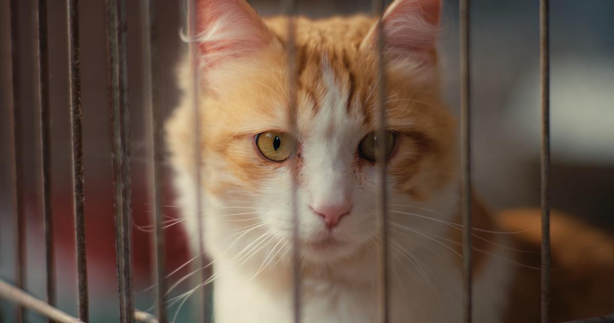Uno de los gatos acogidos por la Associació Protectora d’Animals de Granollers
