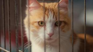 Uno de los gatos acogidos por la Associació Protectora d’Animals de Granollers