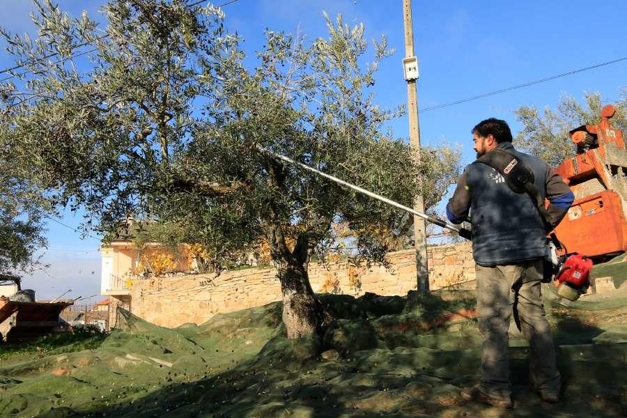 Recogida de aceituna en Fermoselle