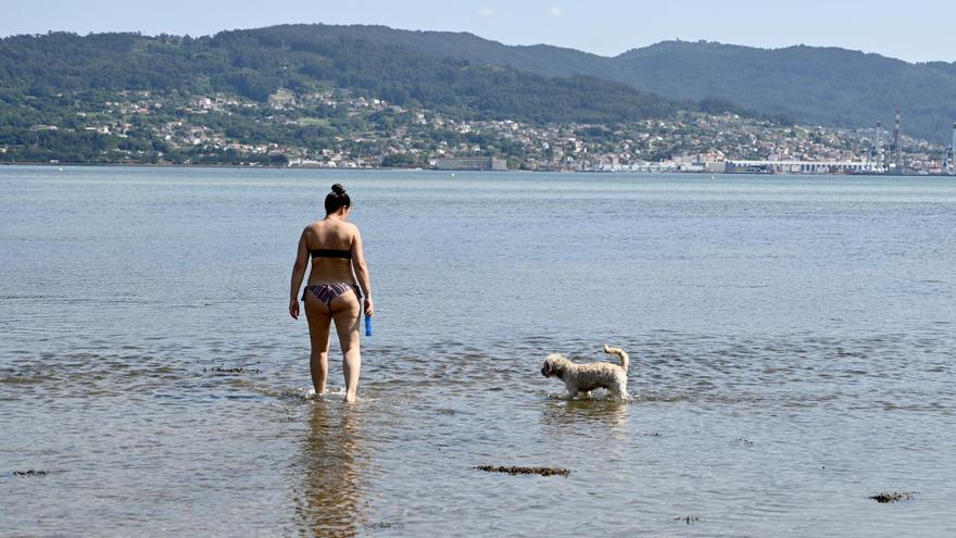 ¿Dónde llevo a mi perro cuándo se restrinja su acceso a las playas?