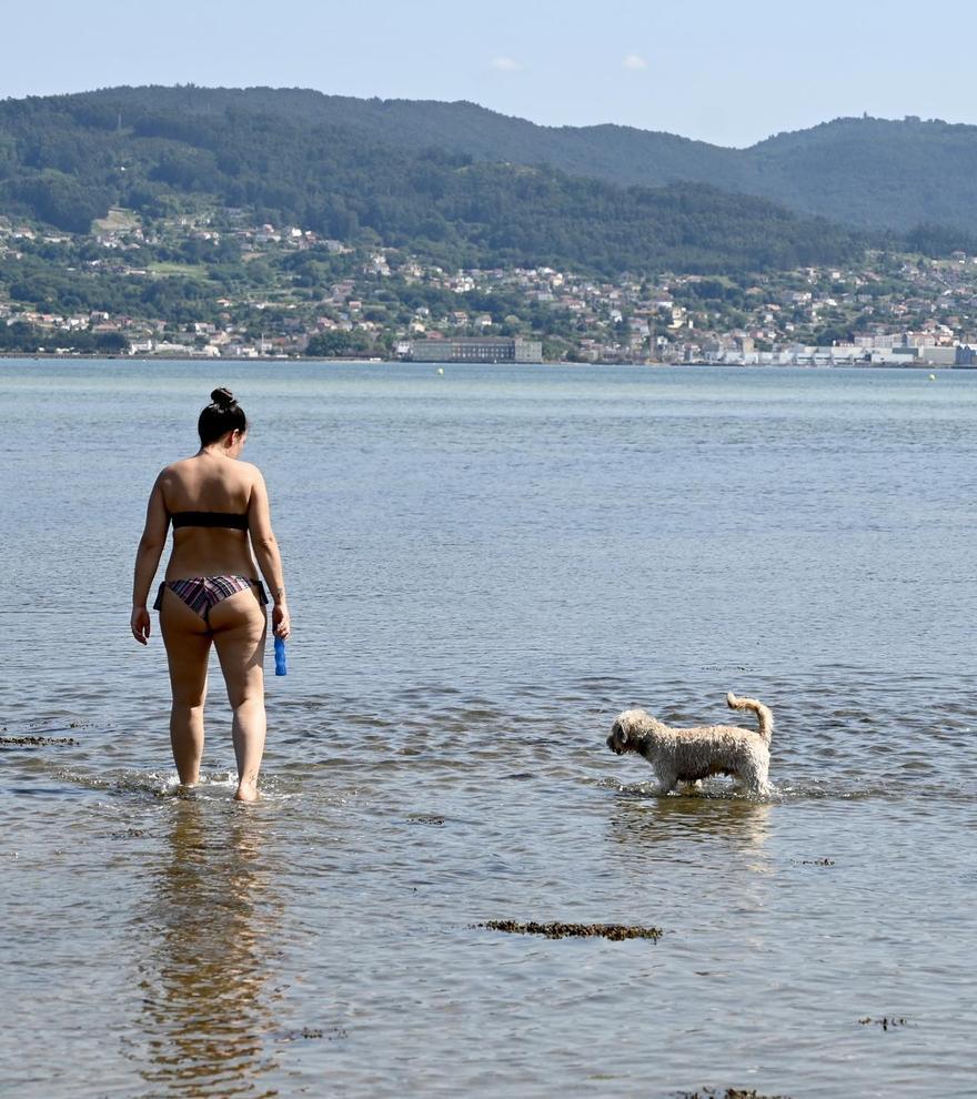 ¿Dónde llevo a mi perro cuándo se restrinja su acceso a las playas?