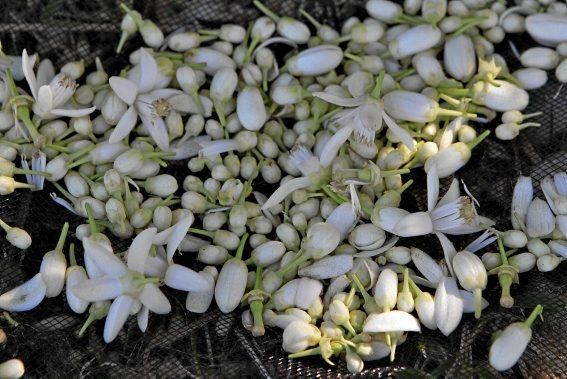 Auf der biologischen Zitrus-Plantage Ecovinyassa in Sóller ziehen die weißen Blüten nicht nur Bienen an.