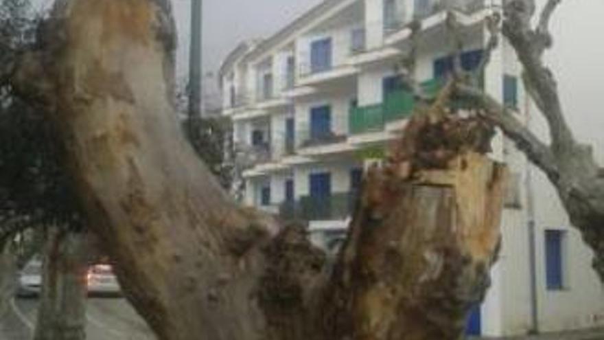 La part de l&#039;arbre malmesa pel camió