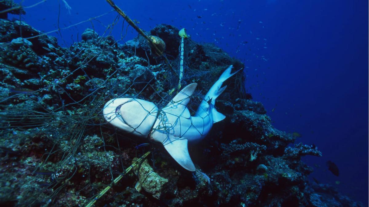 Un tiburón atrapado por una red 'fantasma'.