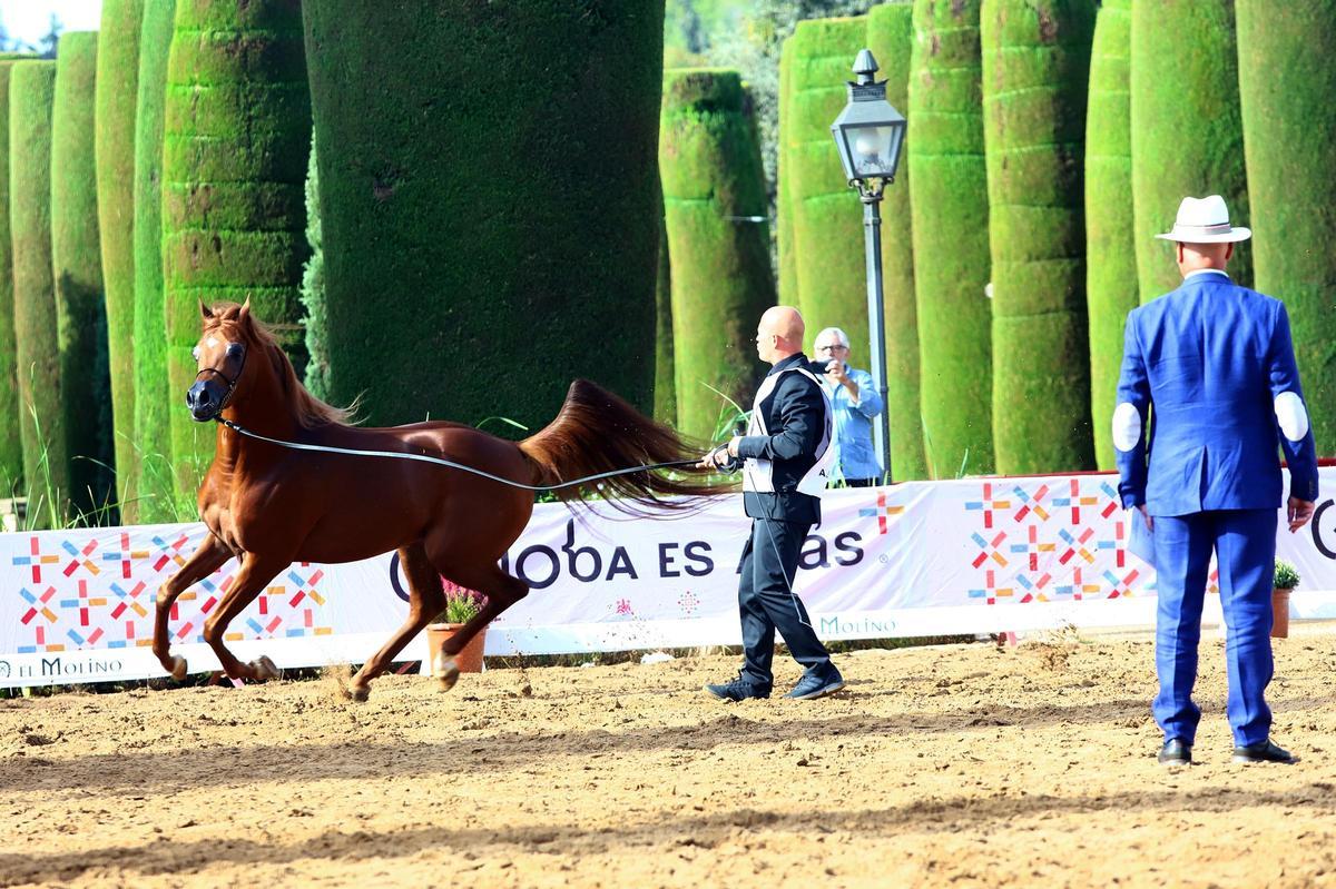 La última jornada del Otoño del Caballo en imágenes La última jornada del Otoño del Caballo en imágenes