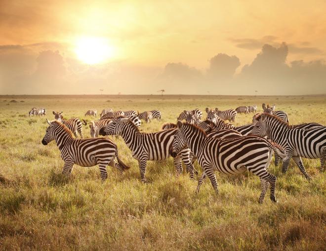 Cosas que hacer una vez en la vida: safari por Kenia.