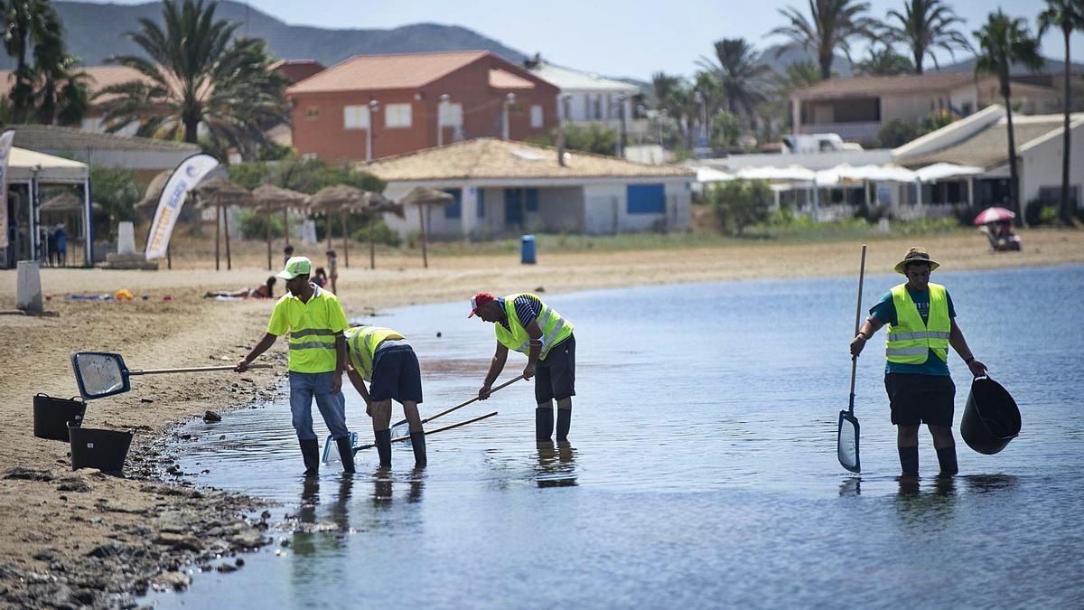 Operarios seguían recogiendo
ayer peces muertos en 
la playa Puerto Bello.  Urquízar