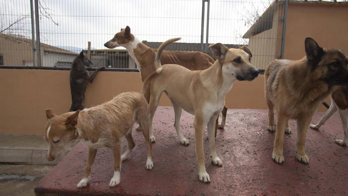 Un grupo de perros, en una protectora animal.