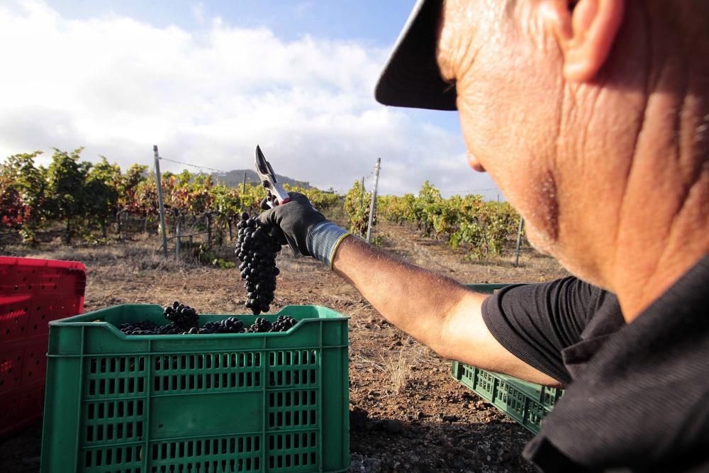 Comienzo de la vendimia 2019 en Tenerife