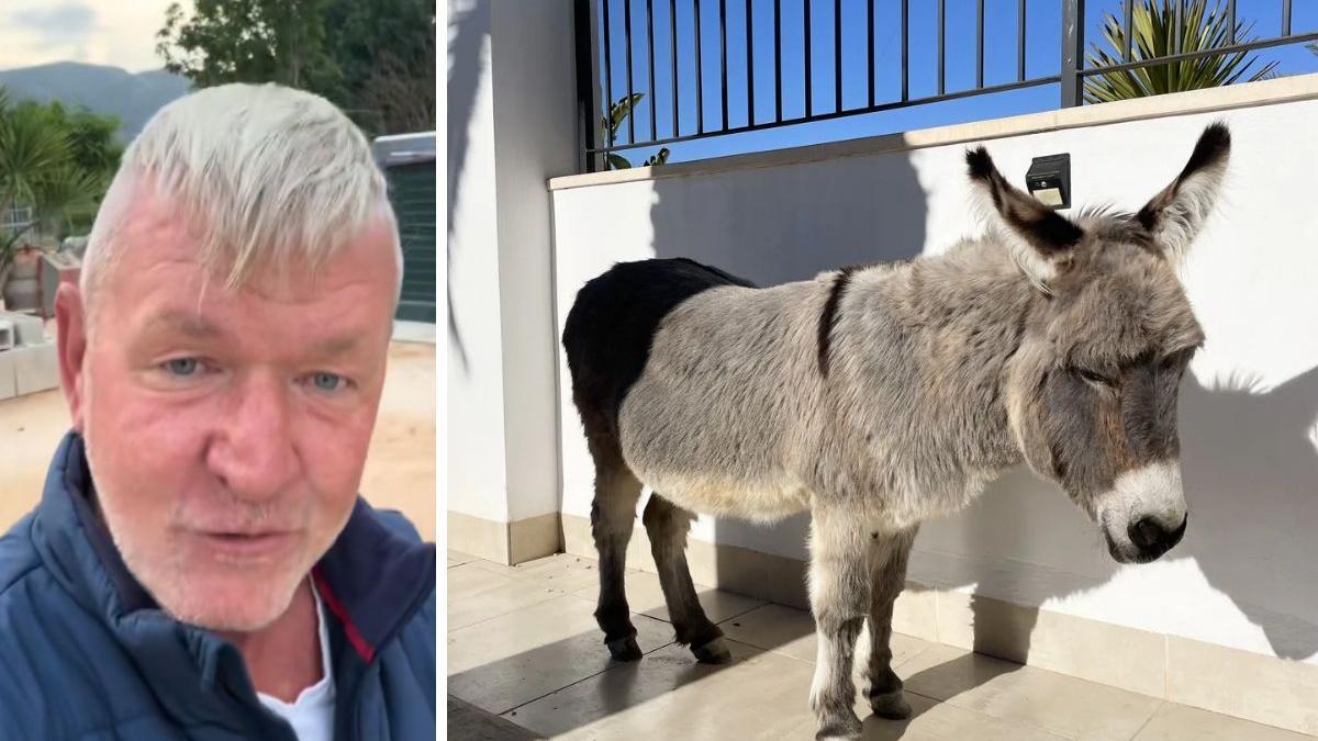 Un británico que rescata burros maltratados y abandonados en Murcia pide ayuda urgente No estoy pidiendo dinero