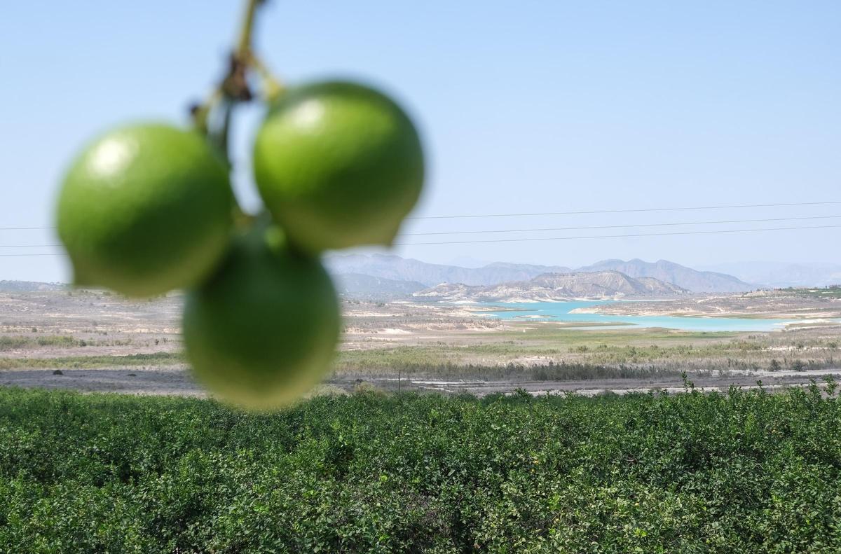 Limoneros regados con agua del trasvase en el entorno del Embalse de La Pedrera, que regula las aguas del acueducto desde 1979
