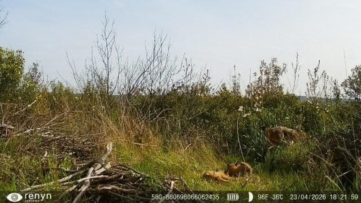 En la parte inferior de esta imagen de fototrampeo se observa a las dos crías