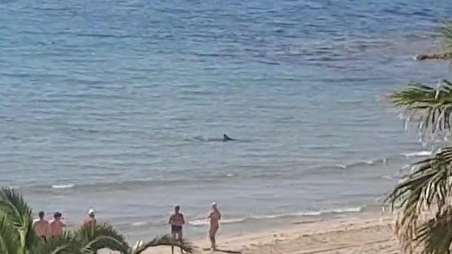 Tiburón a la vista en la playa de Aguamarina en Orihuela Costa