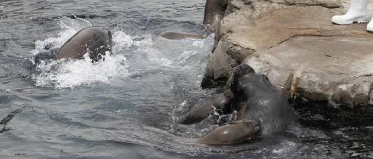 Universidades de EE UU colaborarán con L&#039;Oceanogràfic de Aguas de Valencia