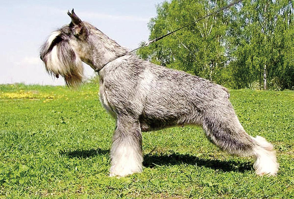 Galicia prohibirá cortar las orejas y el rabo a los perros y los circos con animales