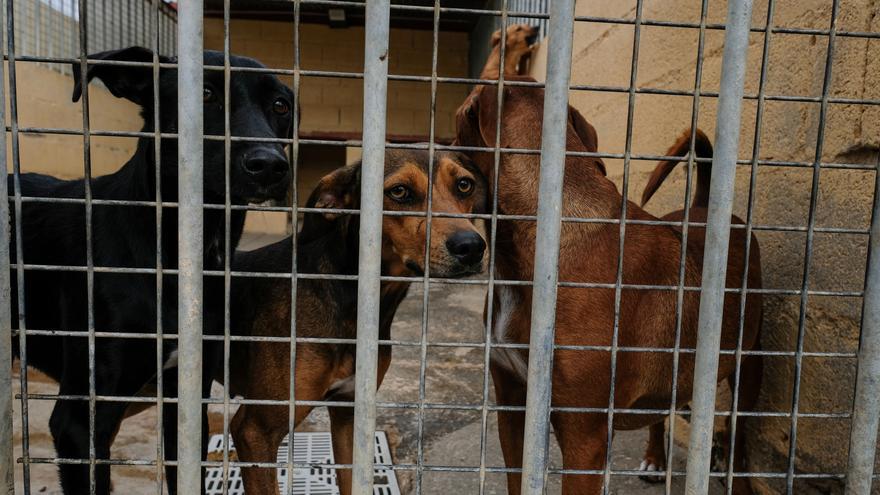 El abandono animal aumenta en Málaga por culpa de la inflación