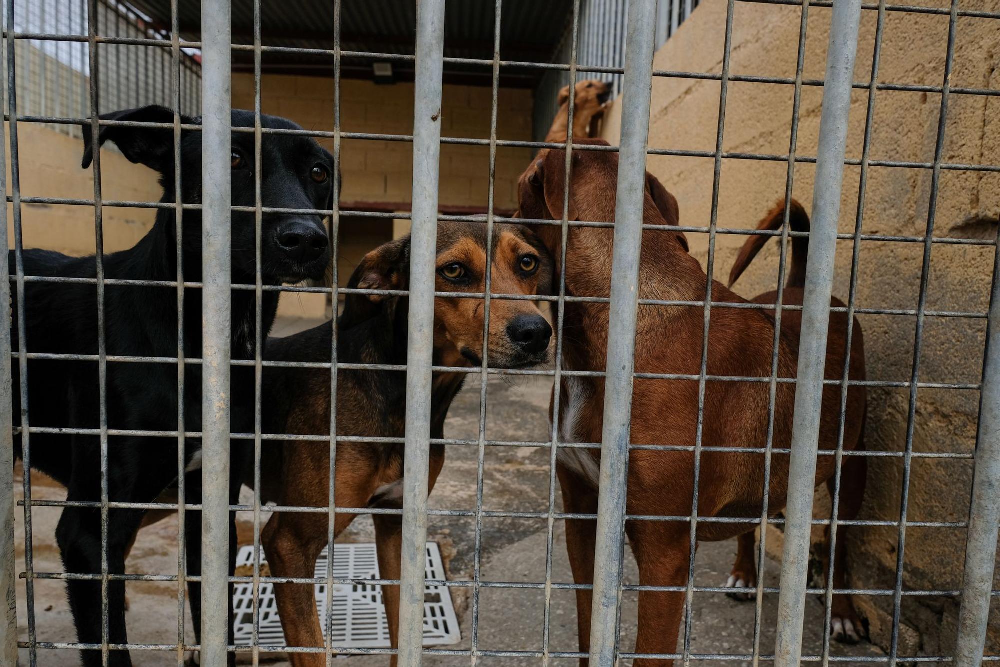 La Protectora de Animales de Málaga, a finales de octubre