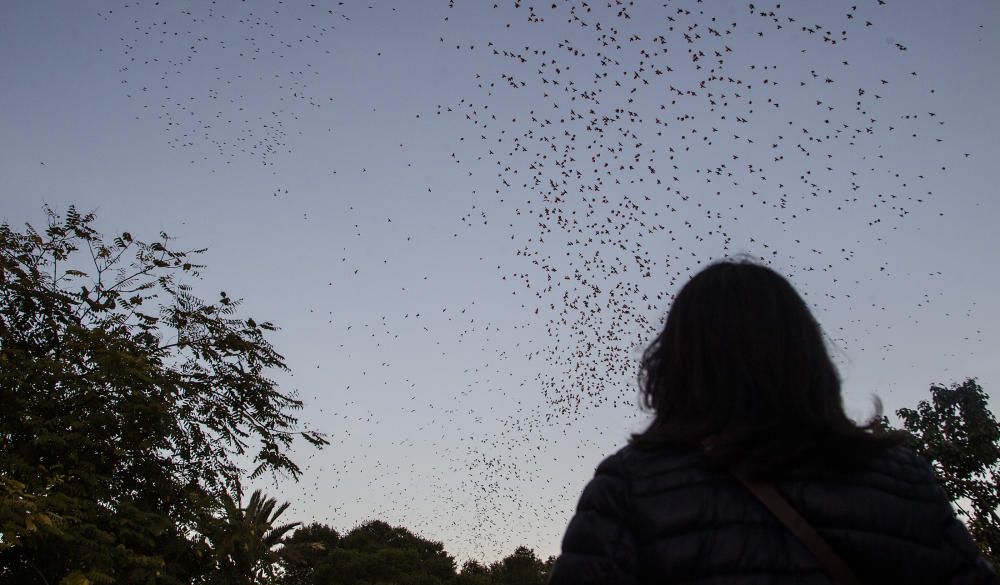 Invadidos por los estorninos en Alicante