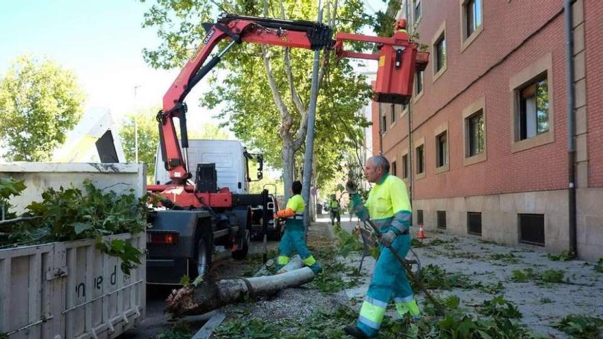 Los operarios de Parques y Jardines cortan y retiran el árbol.