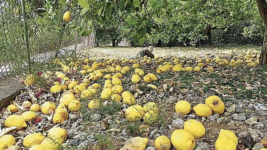 Numerosos limones caen al suelo al no haber sido cosechados.