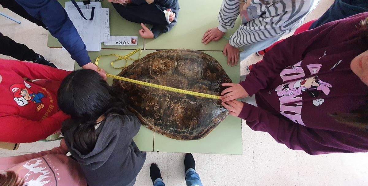 Toma de medidas en el caparazón