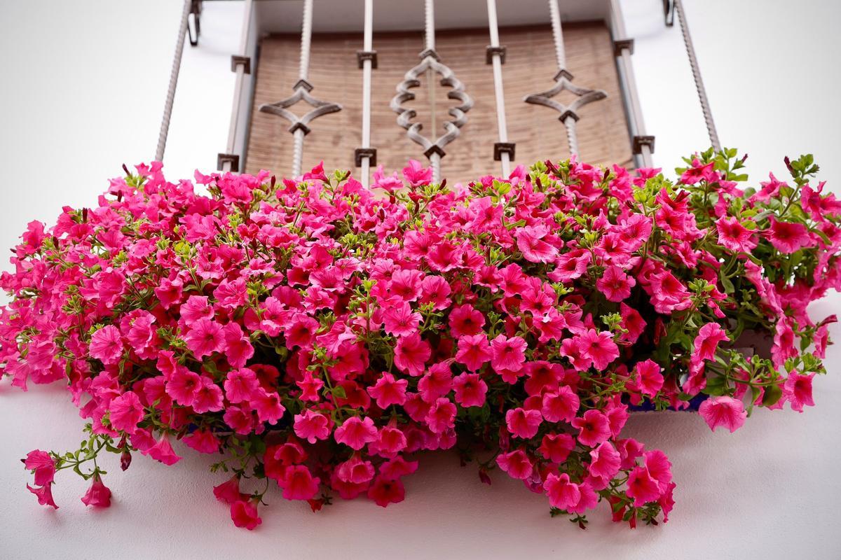 Ganadores del Concurso de Rejas y Balcones de Córdoba 2026