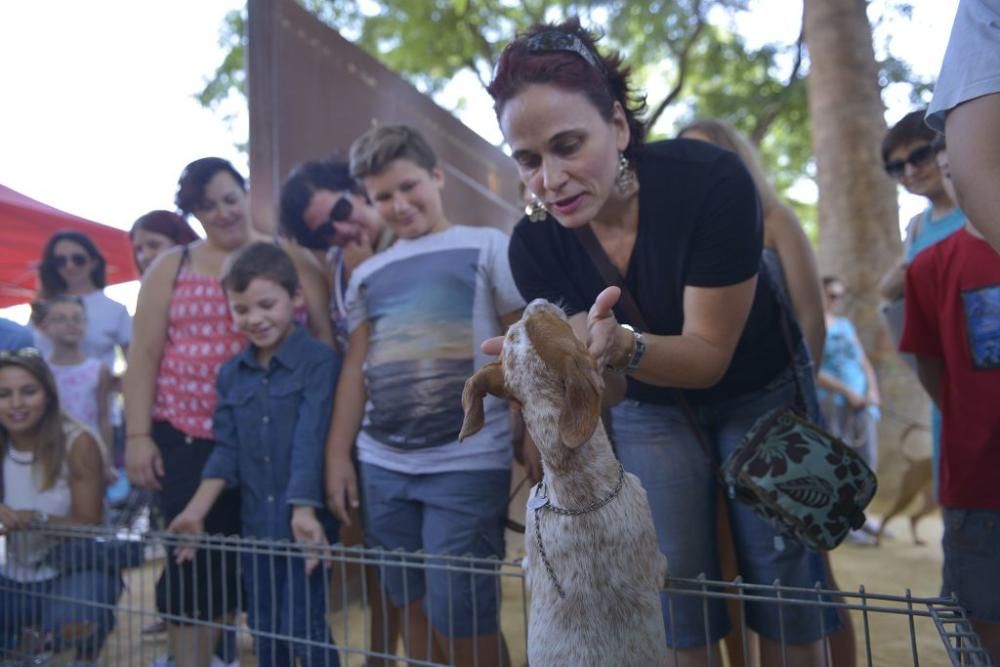 La perrera de Murcia saca sus animales a la calle