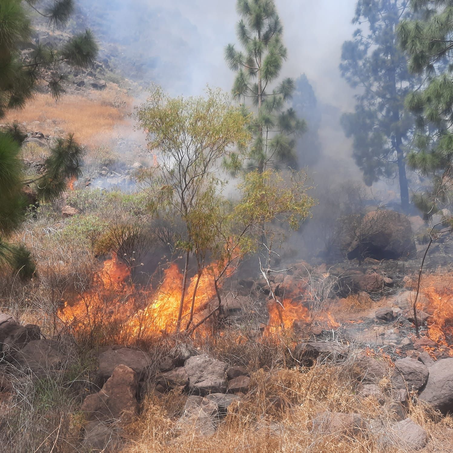 Incendio en la presa del Mulato