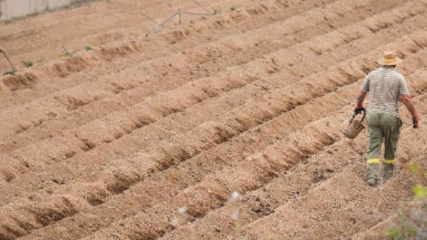 Terrenos dedicados alcultivo de papas en Tenerife.