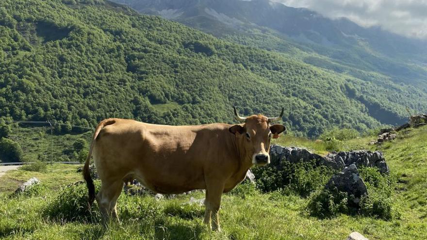 Ternera Asturiana, sostenibilidad y bienestar animal