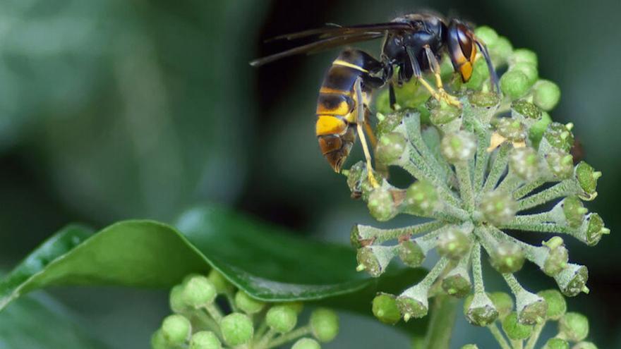 Experts de Solsona creen una aplicació mòbil per controlar la vespa asiàtica