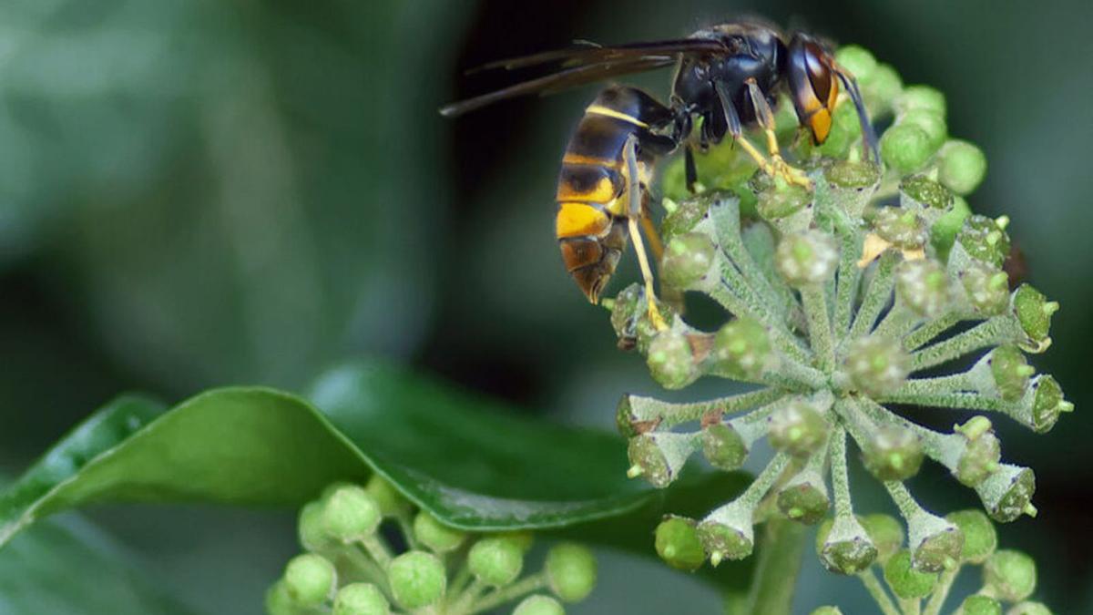 Creen una aplicació per fer un seguiment de la vespa asiàtica  | CTFC