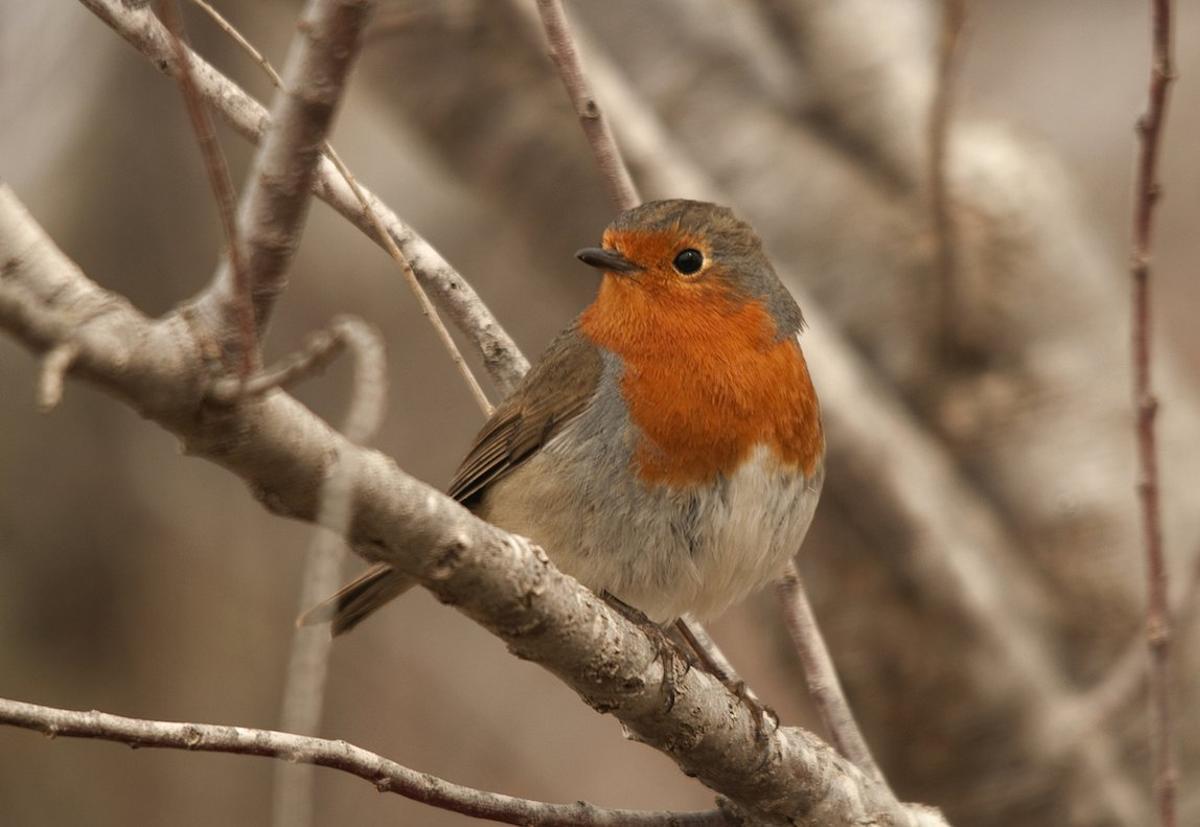 11-erithacus-rubecula---antonio-de-la-cruz