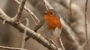 11-erithacus-rubecula---antonio-de-la-cruz