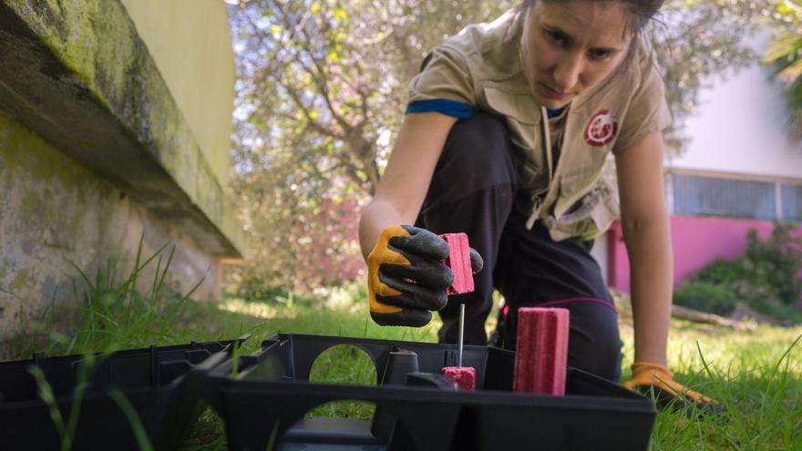 Quaranta anys lluitant contra la proliferació dels mosquits des de la Badia de Roses