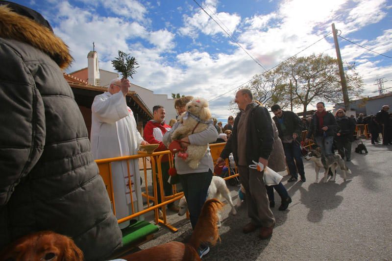 Benidición de animales en la Ermita de Vera y en la Punta