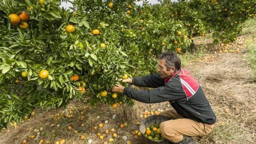 Recogida de naranja en un campo de Gandia (archivo).