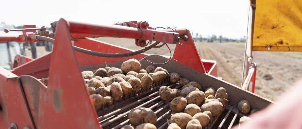 Producción de patatas en la comarca de A Limia. // FdV