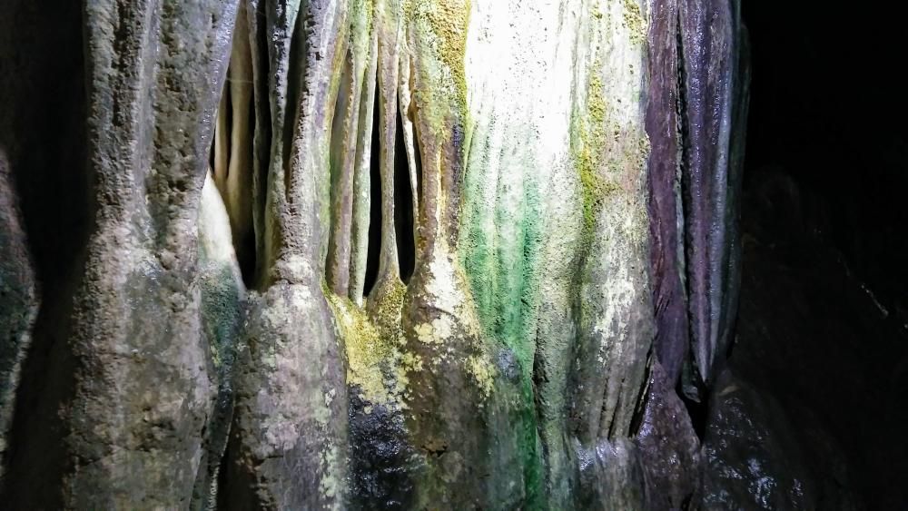 Floració. Bonic parterre de narcisos grocs que, juntament amb l’herba verda, ens anuncia l’arribada de bones temperatures .