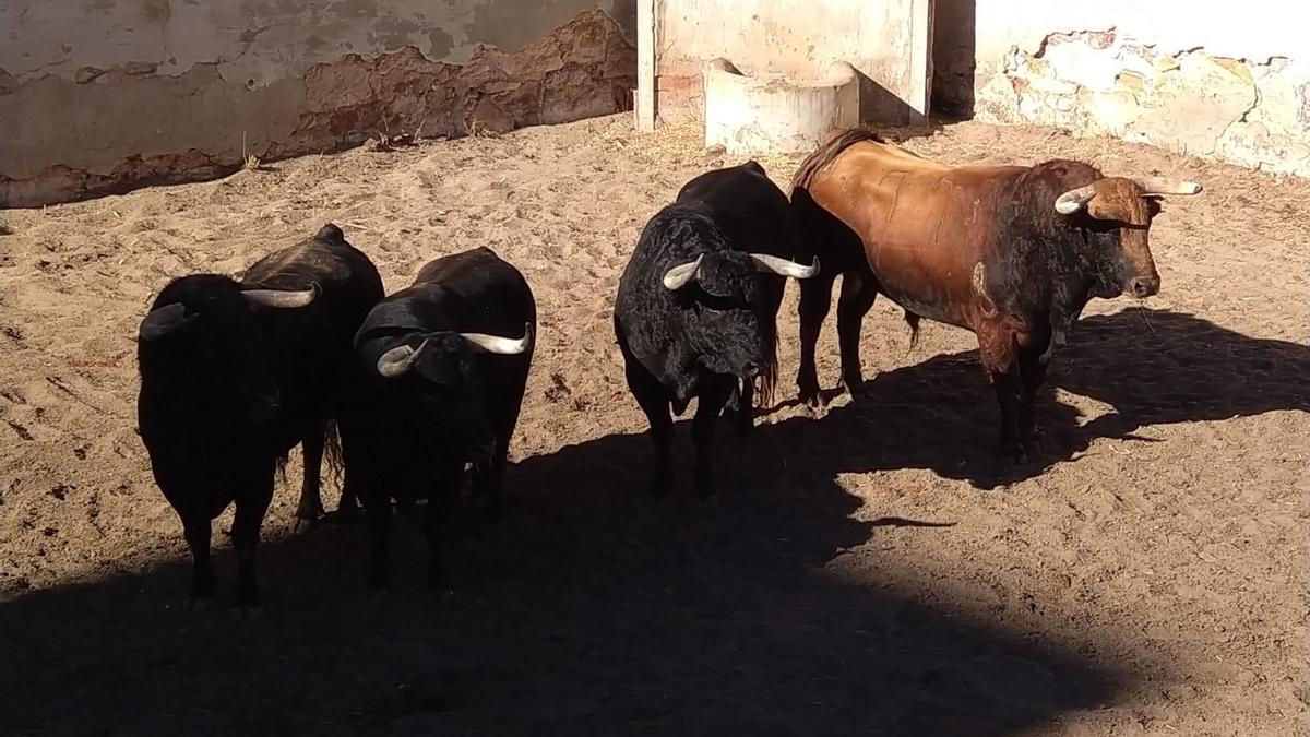 Cuatro de los toros que se lidiarán en la tarde de este sábado en la plaza de Zamora