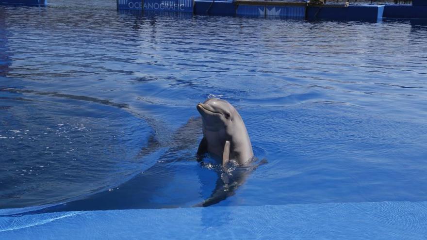 Estado de los animales tras el fuego del Oceanogràfic.